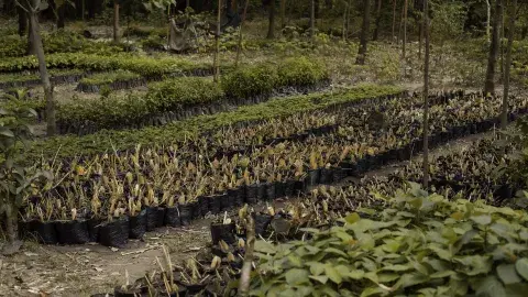 Kasese River Bank Restoration